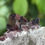 Thumbnail: Axinite – Puiva, Saranpaul, Berezovo, Russia