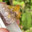 Thumbnail: Barite – Kunnersbach I vein, Pöhla, Germany