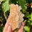Thumbnail: Halite – Asse Salt Mine, Wolfenbüttel, Germany