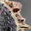Thumbnail: Iron silica perimorphism after calcite on fluorite – Wölsendorf