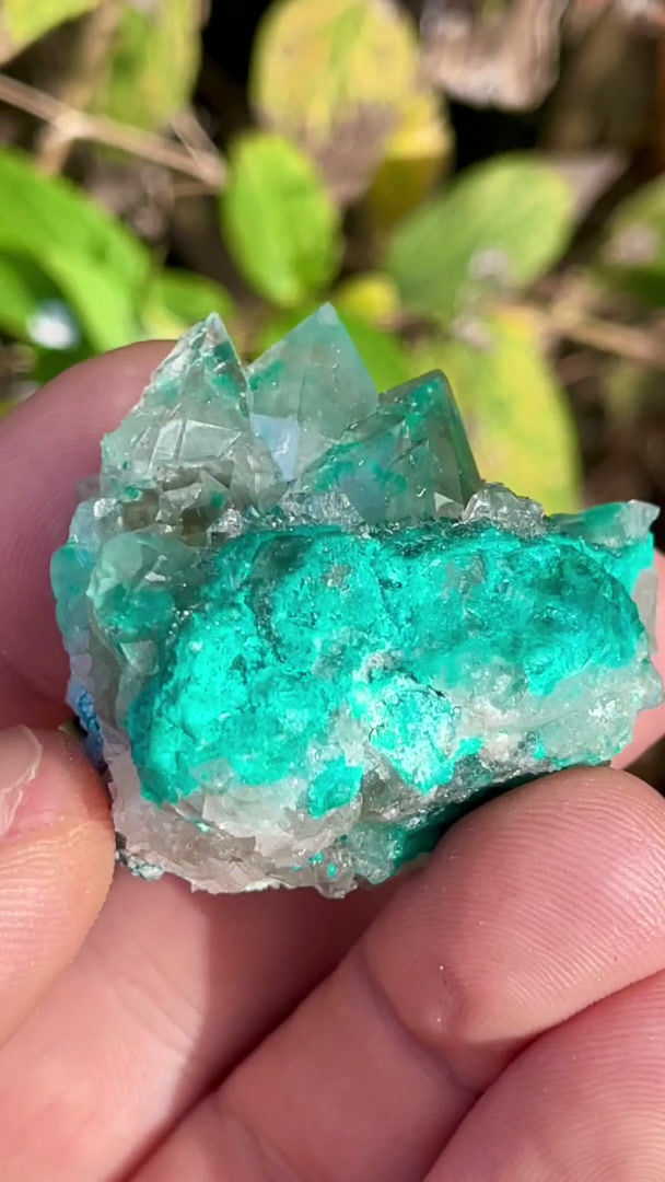 Thumbnail: Dioptase in Quartz – Sanda, Mindouli, D.R. Congo