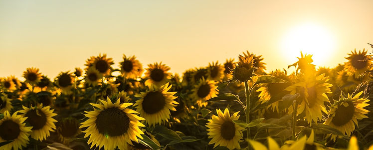 sunflowers-header.jpg