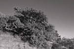 vignetteDSCF2994v4_3s2NN.jpg
