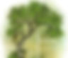 Voices from the Grove: An Ogham Field Guide