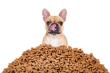education canine 31