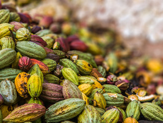 Update on Living Income in the Cocoa Sector