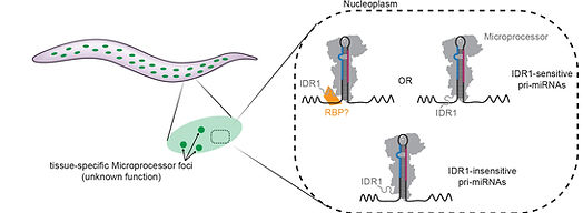 DROSHA IDR1 region is important for the biogenesis for a subset of primary miRNAs