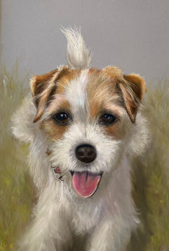 Jack Russell-pastel-10x8”