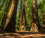 Redwood.jpeg