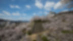 町と桜の津山城（山下）中央_edited.jpg