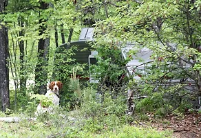 central maine brittany club field trial akc field trial entry form