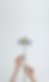 fond-fleur-decadre.png
