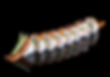 SP6 DRAGON ROLL ANGUILLE