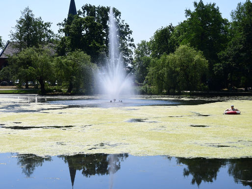 Alltagsmensch schwimmt im Algenteppich – Stadt schafft Abhilfe