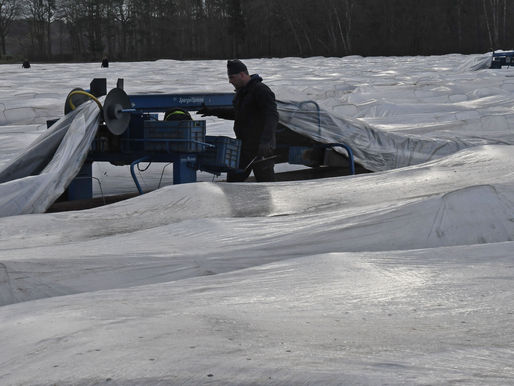 "Zu kalt, zu nass": Holpriger Spargelstart - außer in Eicklingen
