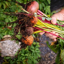 Organic Beetroots_edited.jpg
