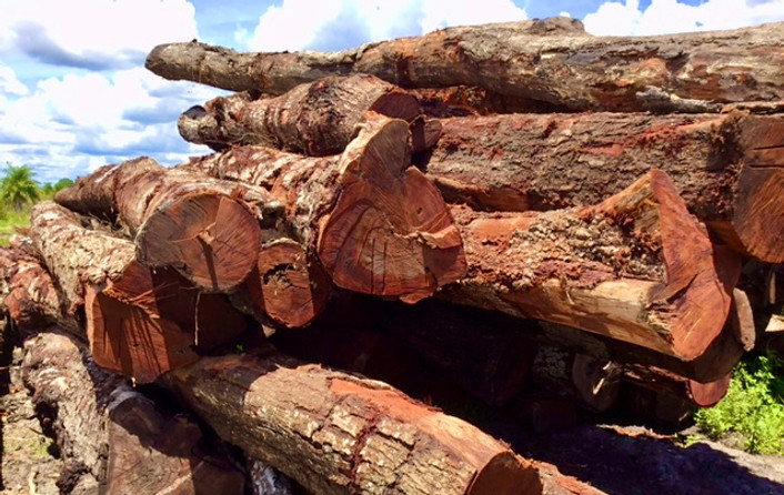 Vue du bois avant découpe, arbre, tronc