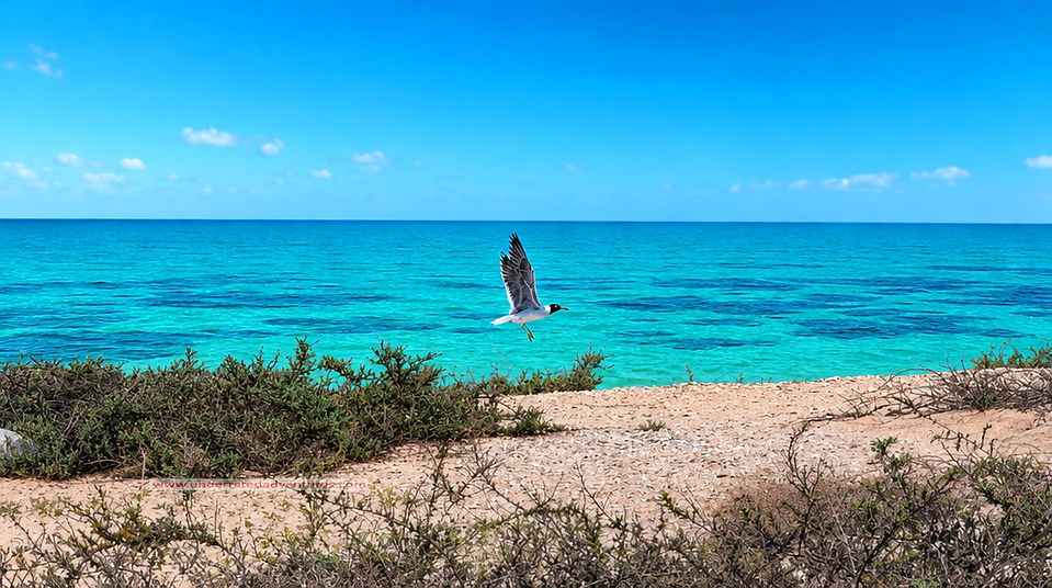 The bird sanctuary and breeding ground island of Abu Suraya.