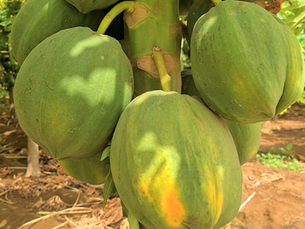Sweet tropical fruit