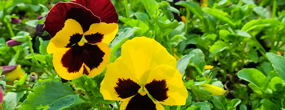 Flowering ornamentals and trees for landscaping.