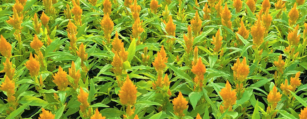 Flowering ornamentals and trees for landscaping.