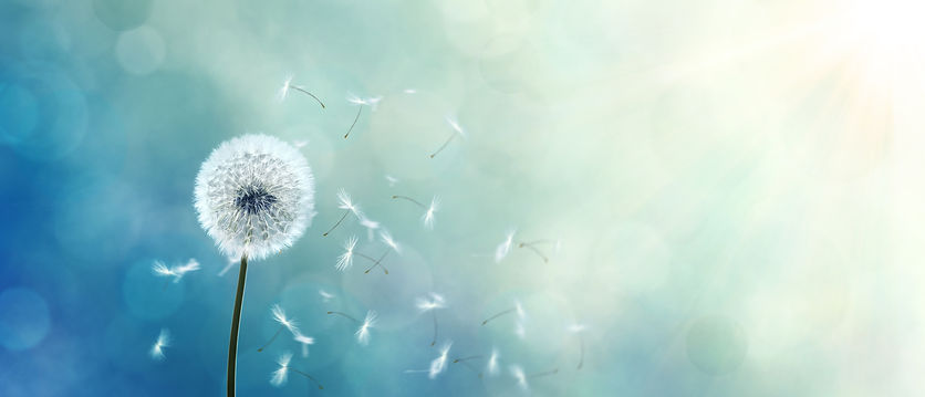 dandelion blue.jpeg