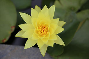 IMG_7956.JPG