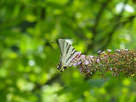 DSC00727.JPG
