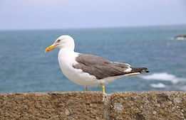 IMG_8249.JPG