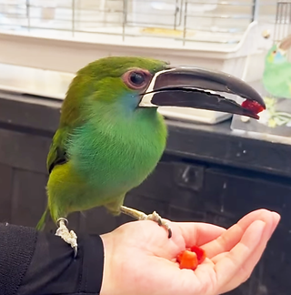 チュウハシのちゅうちゃん