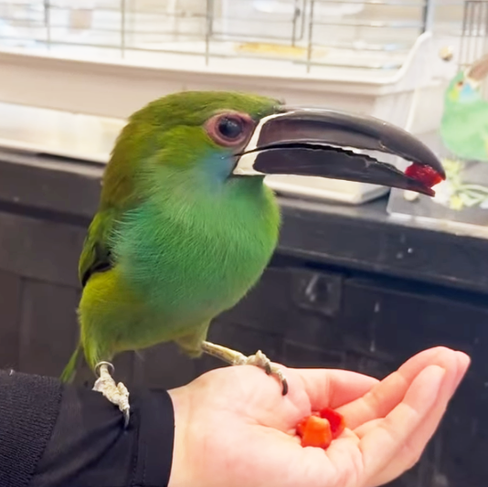 チュウハシのちゅうちゃん