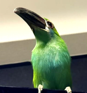 チュウハシ