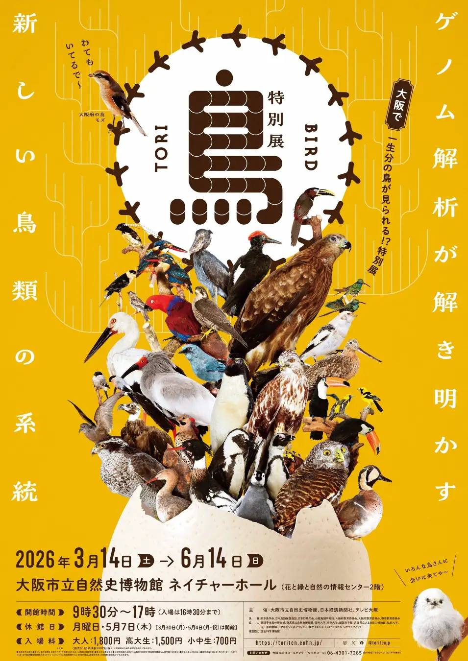 特別展「鳥」 | ことりすまいる