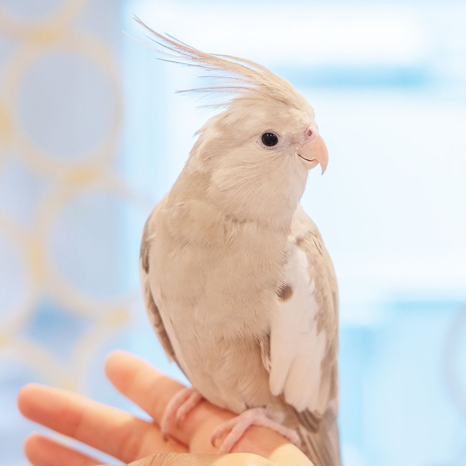 オカメインコ
ホワイトフェイスシナモンパールパイド
なでなで大好き甘えん坊！
元気いっぱい冒険家！