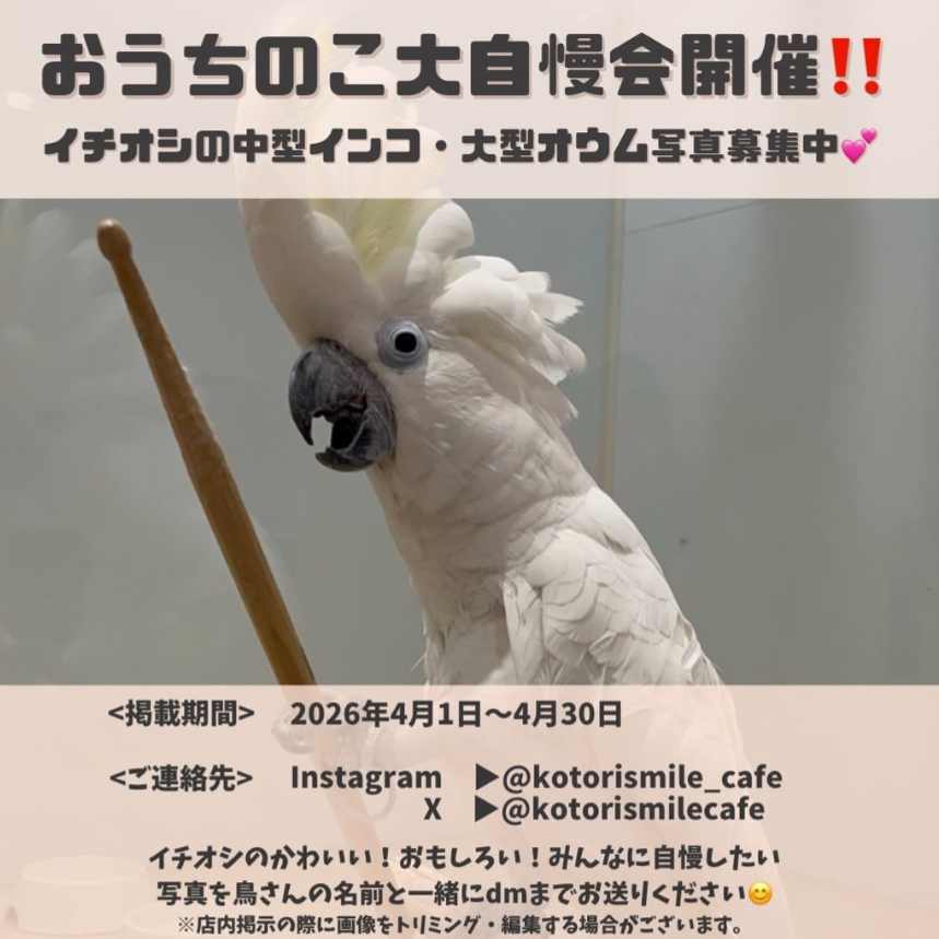 おうちのこ大自慢会