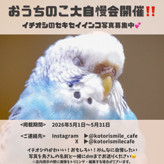 セキセイインコ