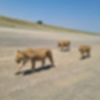 IMG-20250713-WA0130