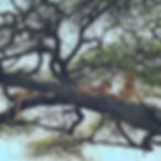 IMG-20250713-WA0112