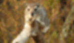 Salia Africa Tours WebImage 50_edited.jpg