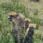 IMG-20250713-WA0098