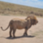 Serengeti Lion on road