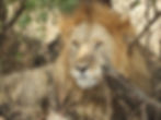 Salia Africa Tours WebImage 30.jpg