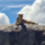 IMG-20250713-WA0117