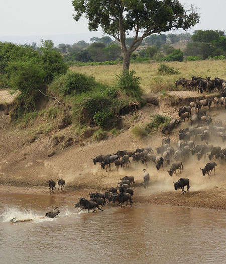 Salia Africa Tour Safari Image