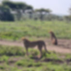 IMG-20250713-WA0149