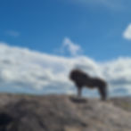 IMG-20250713-WA0101