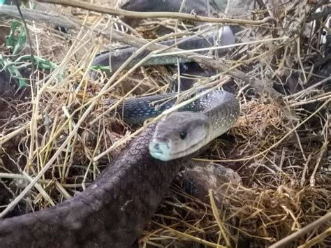 Snake Park