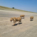 IMG-20250713-WA0136.jpg