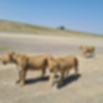 IMG-20250713-WA0144