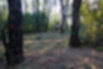 Mulching the undergrowth